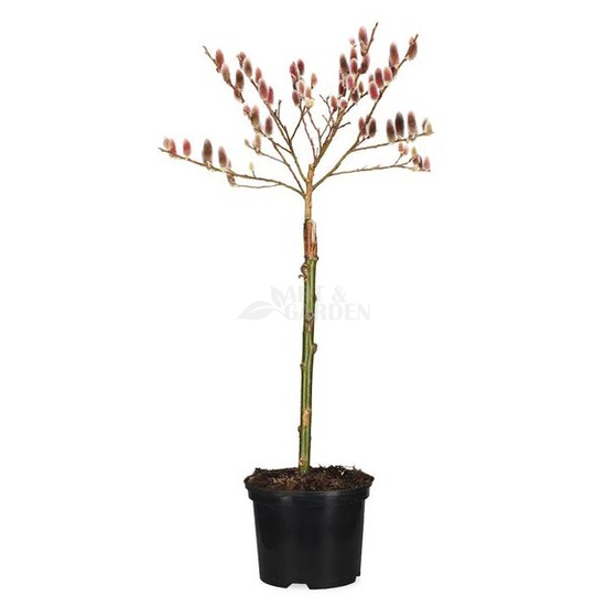 Salix gracilistyla 'Mount Aso' / Rózsaszín barkafűz