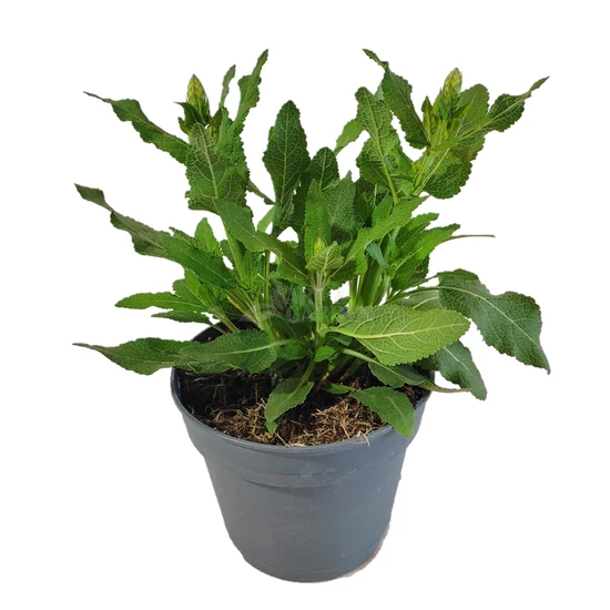 Salvia nemorosa 'Apex Blue' / Sötétkék virágú ligeti zsálya