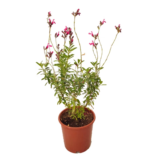 Salvia 'Arctic Blaze Fuchsia' / Zsálya