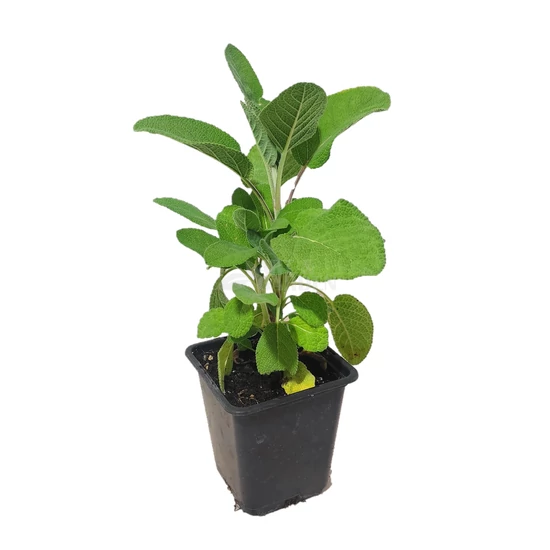 Salvia officinalis 'Berggarten' / Orvosi zsálya