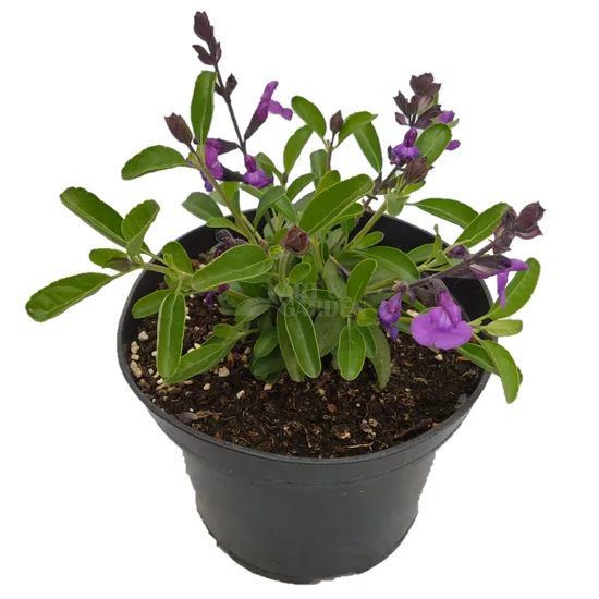 Salvia greggii 'Mirage Violet' / Lila virágú őszi zsálya