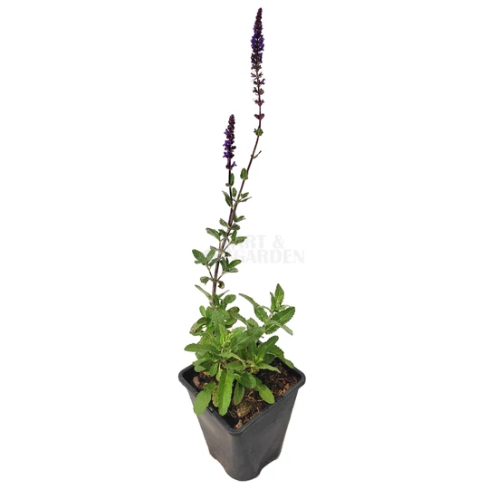 Salvia nemorosa 'Caradonna' / Lila virágú ligeti zsálya