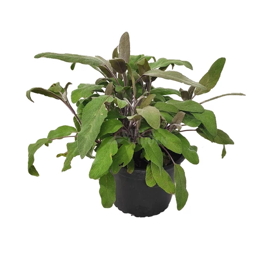 Salvia officinalis 'Purpurascens' / Bordó levelű orvosi zsálya
