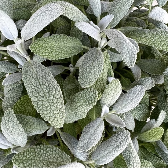 Salvia officinalis 'Snowflake' / Orvosi zsálya