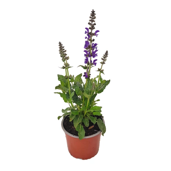 Salvia pratensis 'Fashionista Midnight Model' / Mezei zsálya