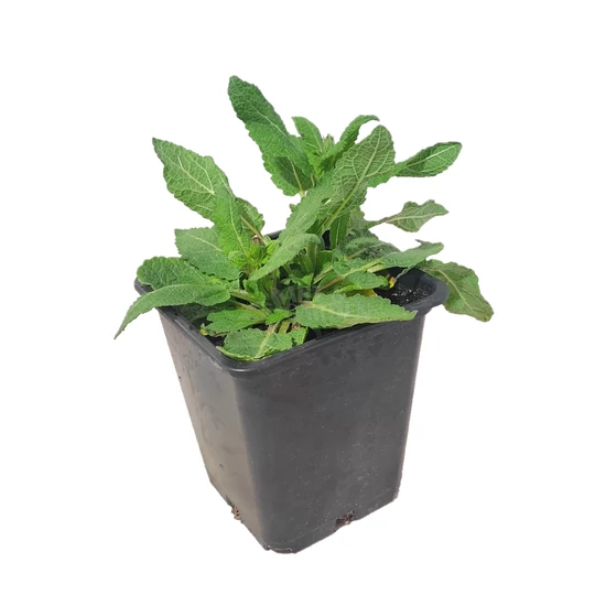 Salvia nemorosa 'Synchro Pink' / Rózsaszín virágú ligeti zsálya