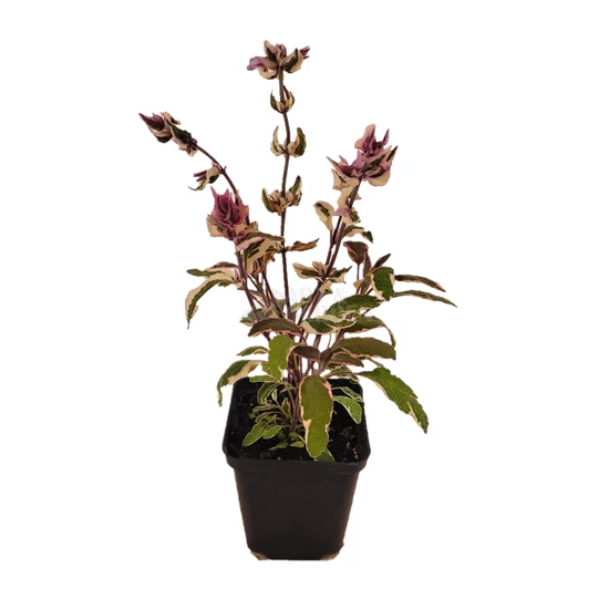 Salvia officinalis 'Tricolor' / Tarka levelű orvosi zsálya