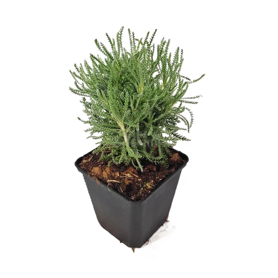 Santolina chamaecyparissus 'Lambrook Silver' / Hamvas cipruska