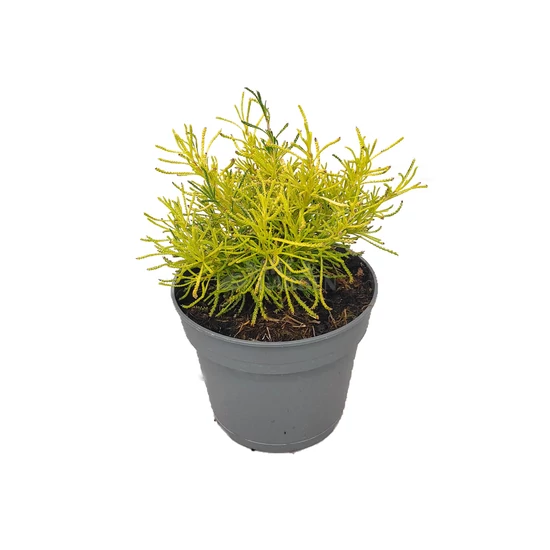 Santolina rosmarinifolia 'Lemon Fizz' / Cipruska