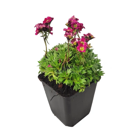 Saxifraga x arendsii 'Harder Zwerg' / Mohalevelű kőtörőfű