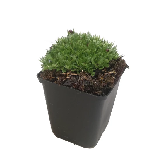 Saxifraga x arendsii 'Touran Deep Red' / Mohalevelű kőtörőfű