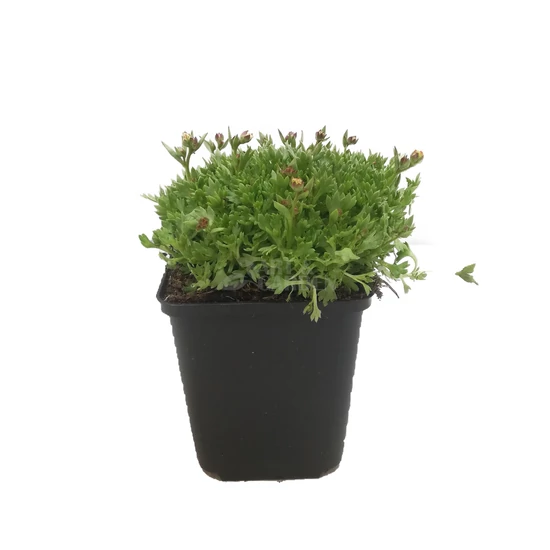 Saxifraga x arendsii 'Touran Limegreen' / Mohalevelű kőtörőfű