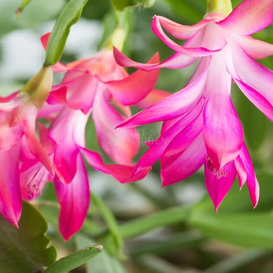 Schlumbergera truncata / Karácsonyi kaktusz