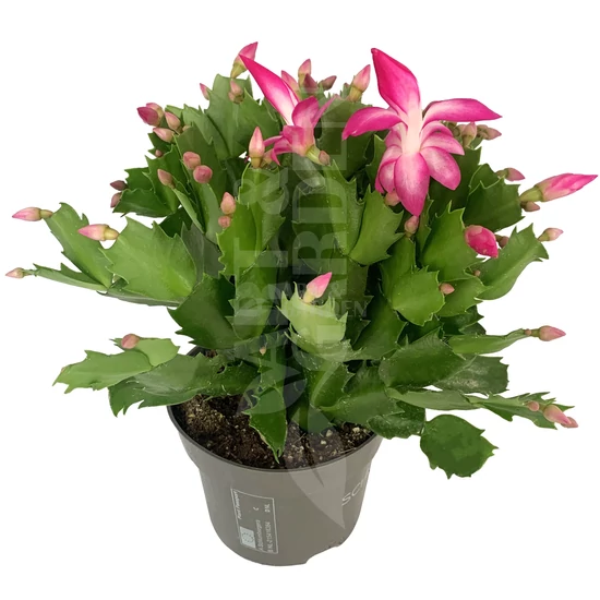 Schlumbergera truncata / Karácsonyi kaktusz
