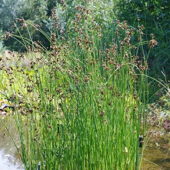 Schoenoplectus lacustris  / Tavi káka