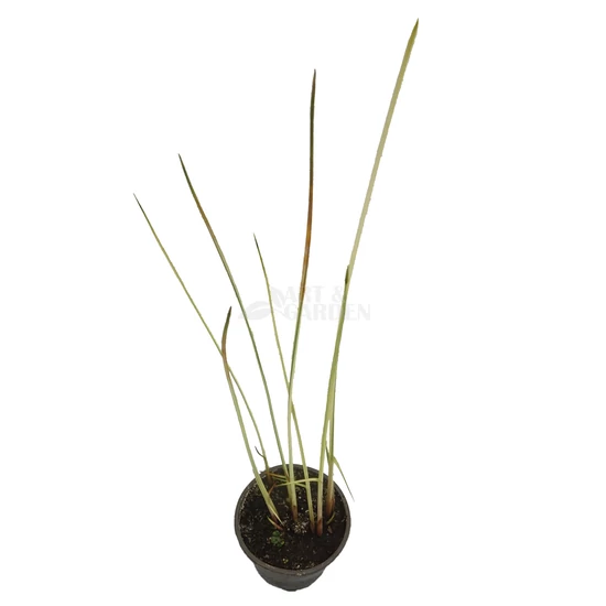 Scirpus lacustris 'Albescens' / Hosszanti csíkos csetkáka