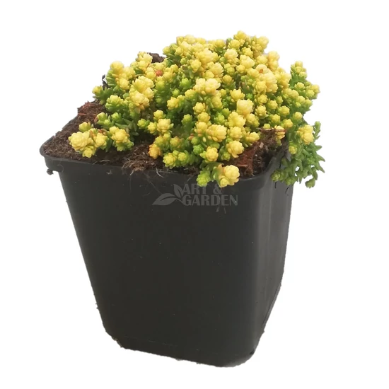 Sedum acre 'Aureum' / Sárga virágú varjúháj
