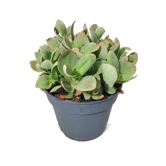 Sedum 'Globe Yellow' / Varjúháj