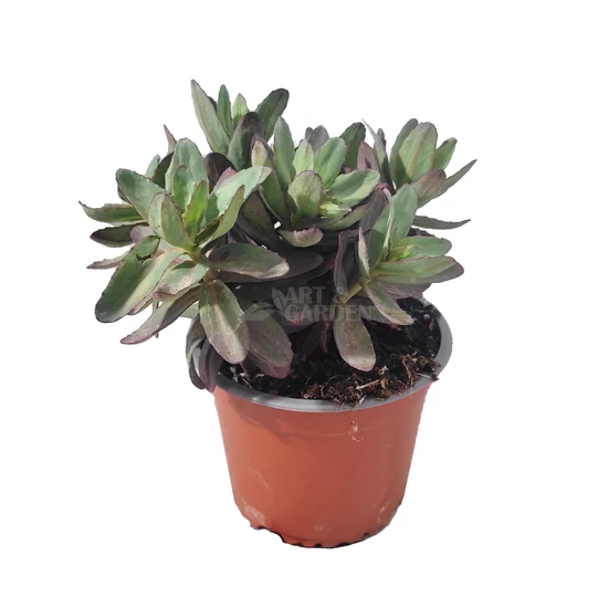 Sedum telephium 'Marina' / Kárpáti varjúháj