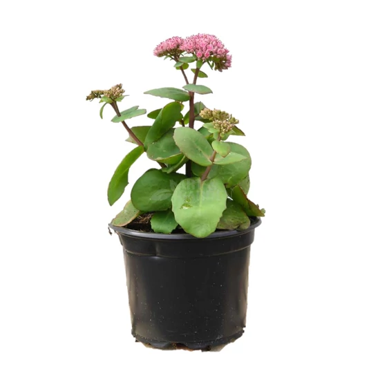 Sedum 'Matrona' / Pompás varjúháj