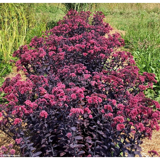Sedum 'Mojave Jewels Ruby' / Bordó levelű pompás varjúháj