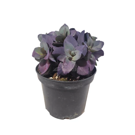 Sedum 'Mojawe Jewels' / Bordó levelű pompás varjúháj