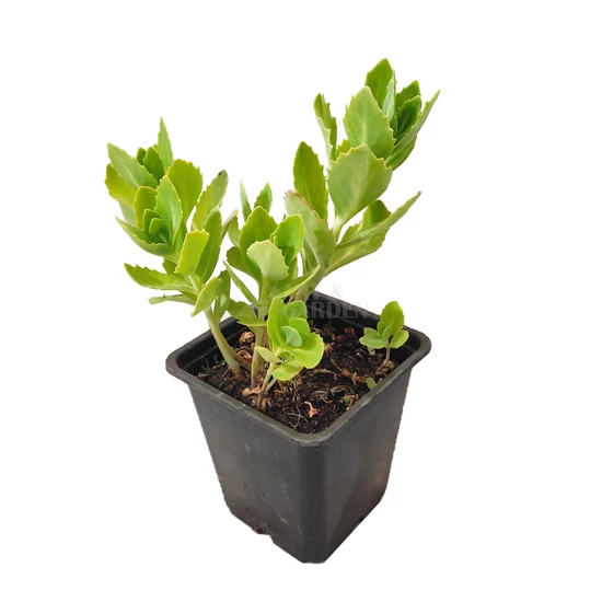 Sedum spectabile ‘Herbstfreude’ / Pompás varjúháj