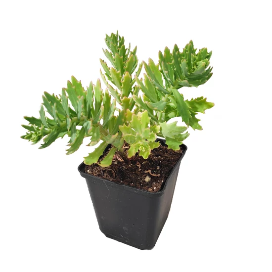 Sedum spectabile 'Thundercloud' / Pompás varjúháj