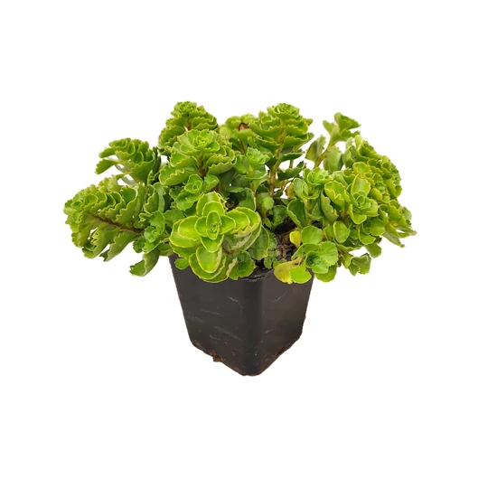 Sedum spurium / Kaukázusi varjúháj