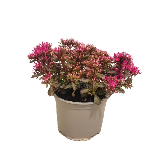 Sedum spurium 'Spot On Deep Rose' / Kaukázusi varjúháj