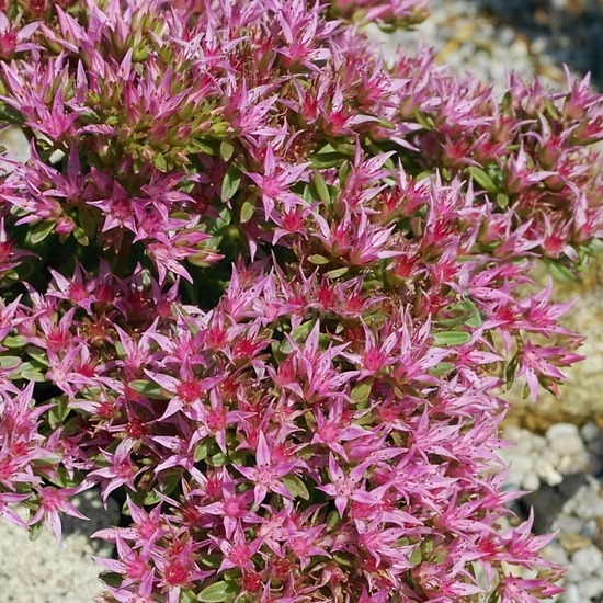 Sedum spurium 'Spot On Pink' / Kaukázusi varjúháj