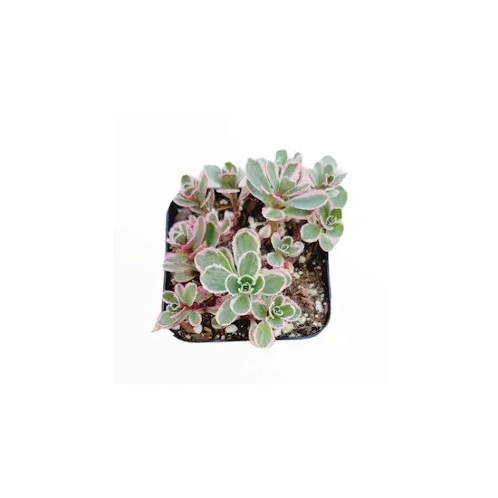 Sedum spurium 'Tricolor' / Kaukázusi varjúháj