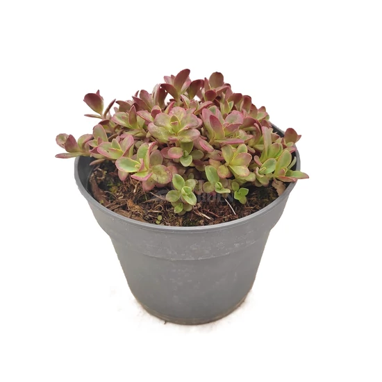 Sedum 'Sunsparkler Firecracker' / Varjúháj