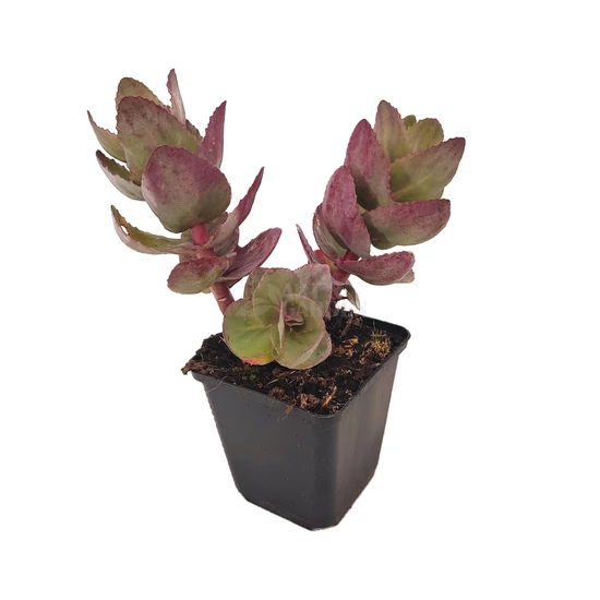 Sedum telephium 'Seduction Cherry Chocolate' / Kárpáti varjúháj