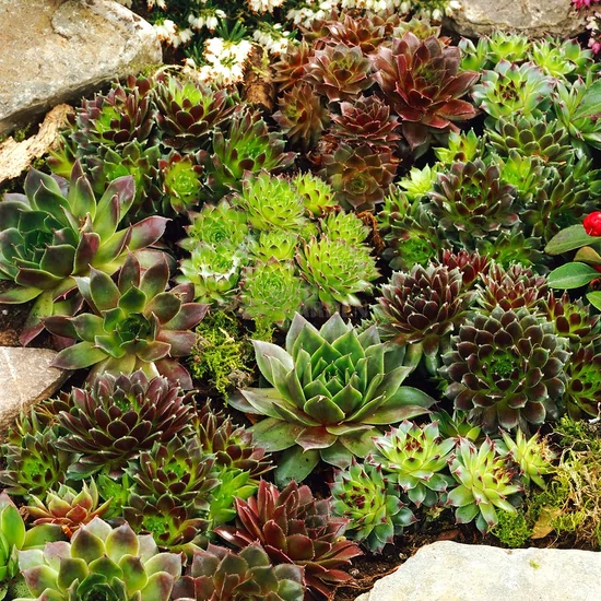 Sempervivum sp. mix / Kövirózsa mix