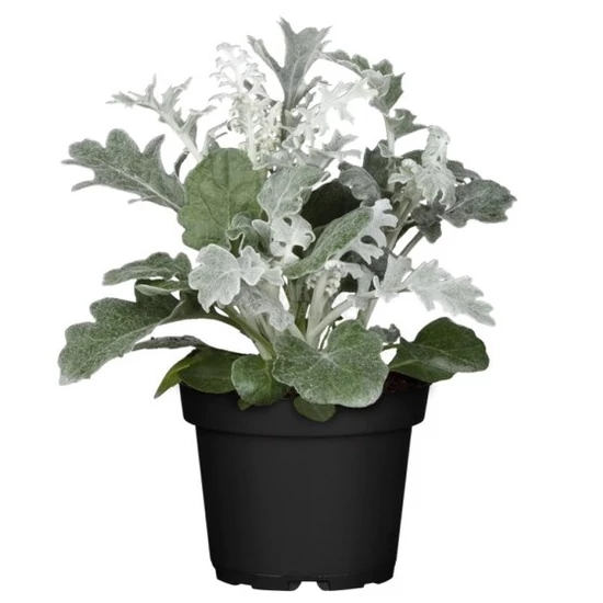 Senecio cineraria / Hamvaska