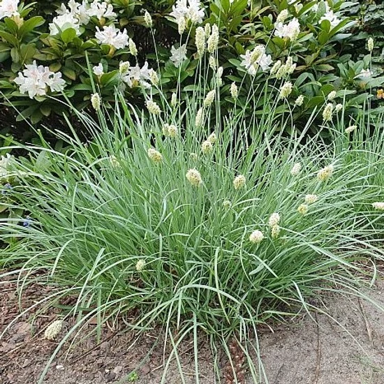Sesleria caerulea / Lápi nyúlfarkfű