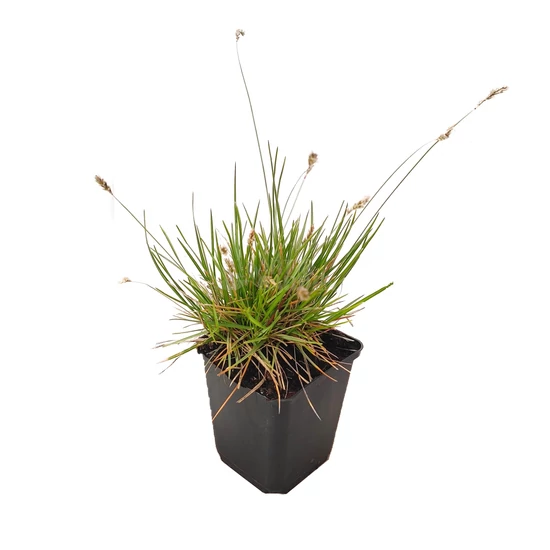 Sesleria caerulea / Lápi nyúlfarkfű