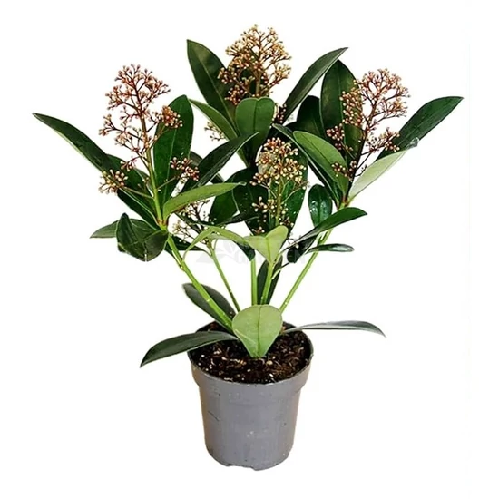 Skimmia japonica / Japán dérbabér