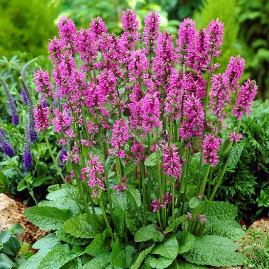 Stachys monieri 'Hummelo' / Nagyvirágú tisztesfű