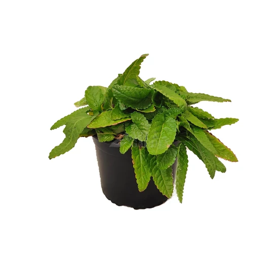 Stachys monieri 'Hummelo' / Nagyvirágú tisztesfű