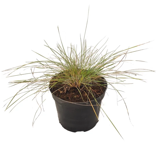 Stipa gigantea / Óriás árvalányhaj