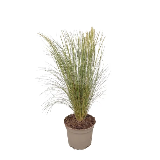 Stipa tenuissima / Árvalányhaj