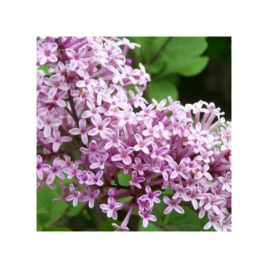 Syringa meyeri 'Palibin' / Törpe orgona