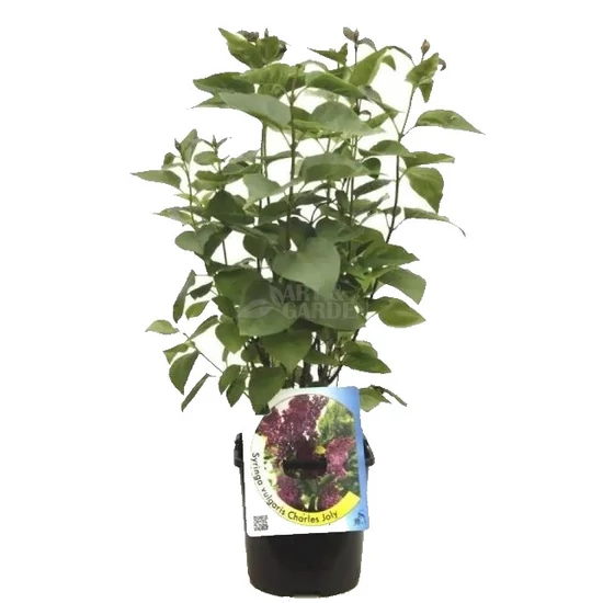 Syringa vulgaris 'Sensation' / Tarka szirmú orgona