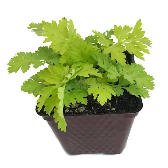 Tanacetum parthenium / Őszi margitvirág