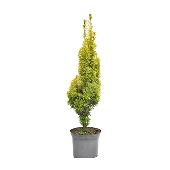 Taxus baccata 'Fastigiata Aurea' / Arany oszlopos tiszafa