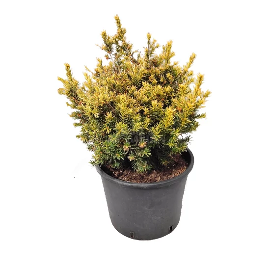 Taxus baccata 'Repandens Aurea' / Arany terülő tiszafa