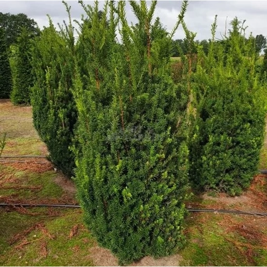 Taxus x media 'Grönland' / Tiszafa