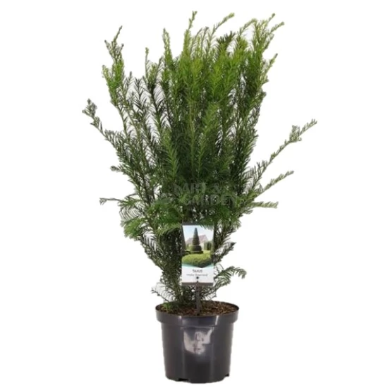 Taxus x media 'Grönland' / Tiszafa